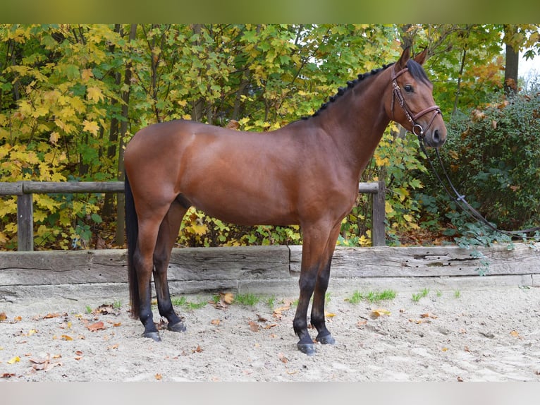Zangersheider Wallach 5 Jahre 167 cm Brauner in Rommerskirchen