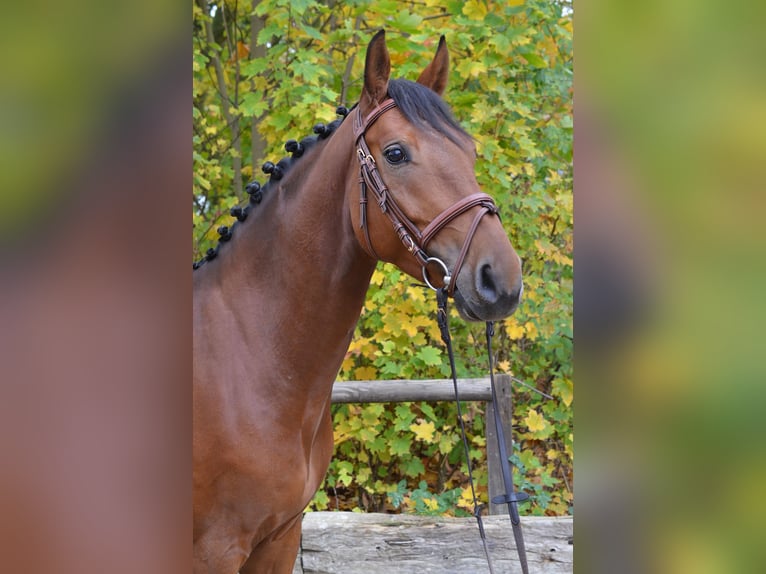 Zangersheider Wallach 5 Jahre 167 cm Brauner in Rommerskirchen