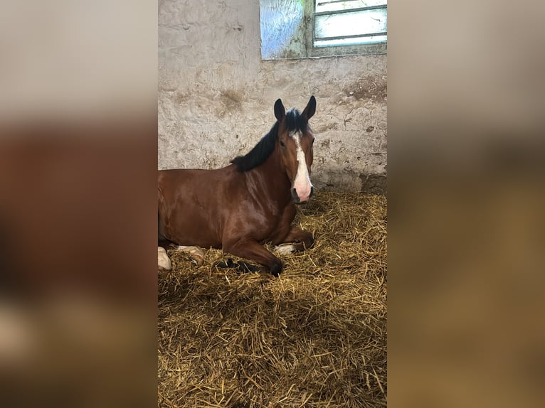 Zangersheider Wallach 5 Jahre 167 cm Brauner in Hildesheim