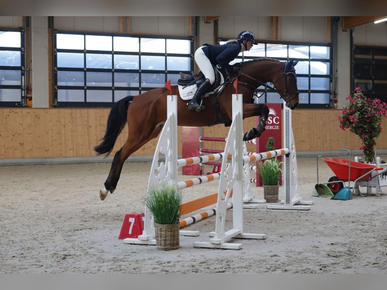 Zangersheider Wallach 5 Jahre 167 cm Brauner in Insel Poel