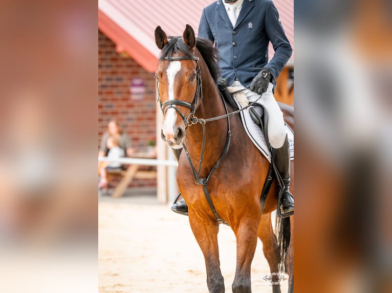 Zangersheider Wallach 5 Jahre 167 cm Dunkelbrauner in Rhede