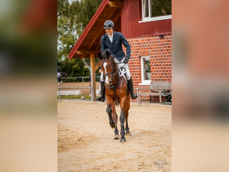 Zangersheider Wallach 5 Jahre 167 cm Dunkelbrauner in Rhede