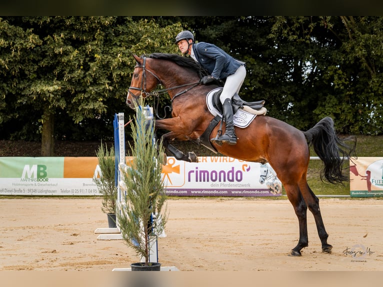 Zangersheider Wallach 5 Jahre 167 cm Dunkelbrauner in Rhede