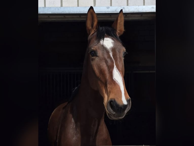 Zangersheider Wallach 5 Jahre 168 cm Brauner in Bornheim