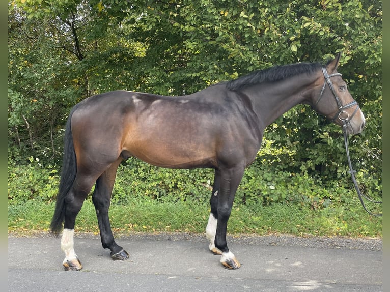 Zangersheider Wallach 5 Jahre 168 cm Dunkelbrauner in Overath