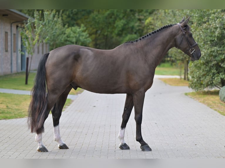 Zangersheider Wallach 5 Jahre 168 cm Rotbrauner in Zelle