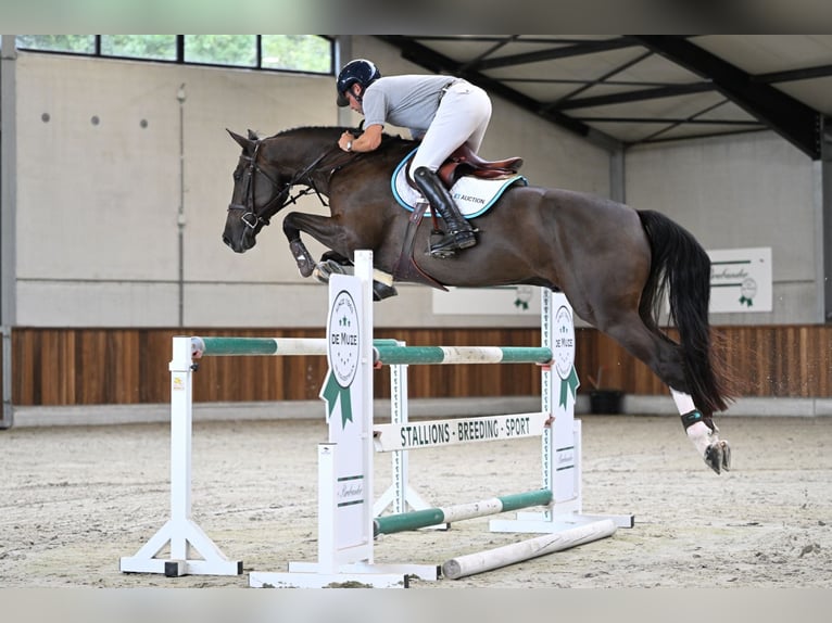 Zangersheider Wallach 5 Jahre 168 cm Rotbrauner in Zelle
