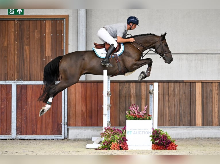 Zangersheider Wallach 5 Jahre 168 cm Rotbrauner in Zelle