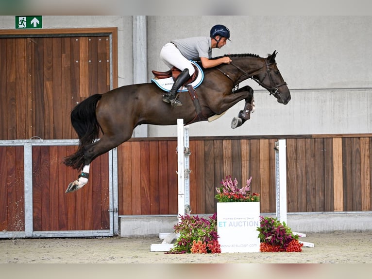 Zangersheider Wallach 5 Jahre 168 cm Rotbrauner in Zelle