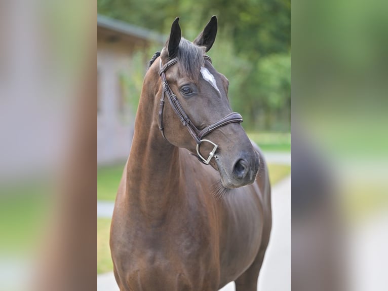 Zangersheider Wallach 5 Jahre 168 cm Rotbrauner in Zelle