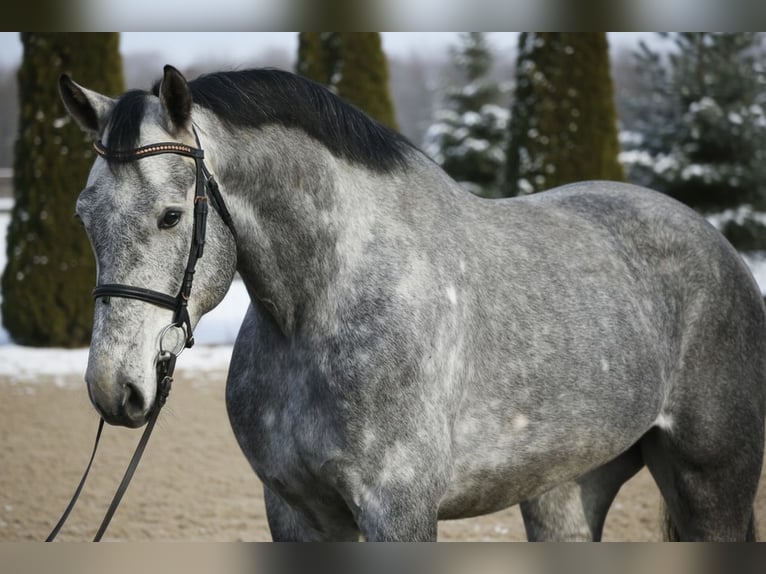 Zangersheider Wallach 5 Jahre 168 cm Schimmel in Mor