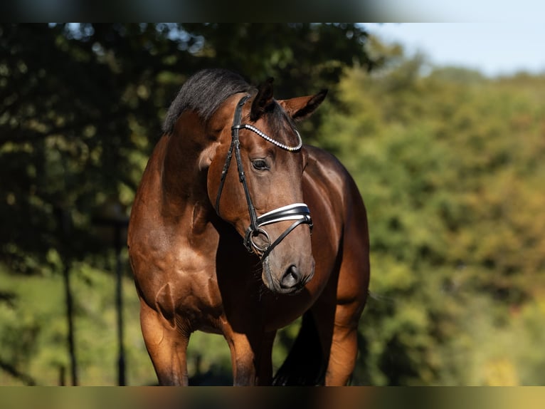 Zangersheider Wallach 5 Jahre 169 cm Brauner in Windhagen
