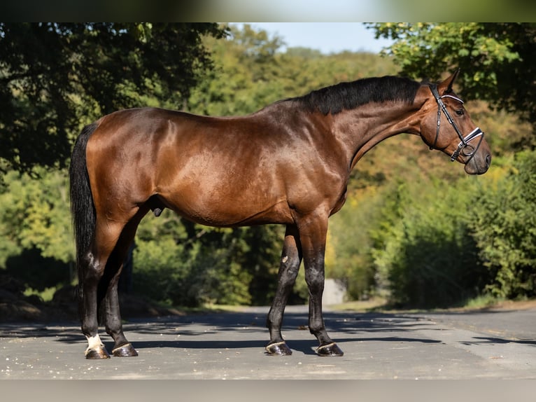 Zangersheider Wallach 5 Jahre 169 cm Brauner in Windhagen