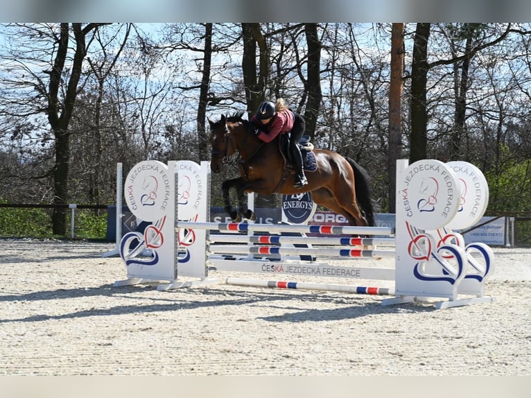 Zangersheider Wallach 5 Jahre 169 cm Brauner in Brno