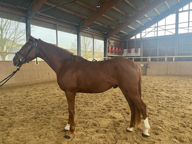 Zangersheider Wallach 5 Jahre 169 cm Fuchs in Achslach