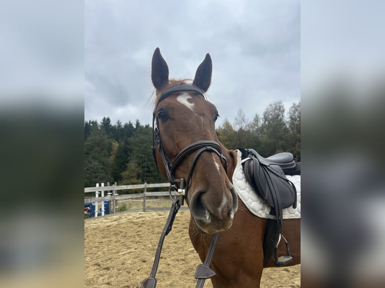 Zangersheider Wallach 5 Jahre 169 cm Fuchs in Achslach