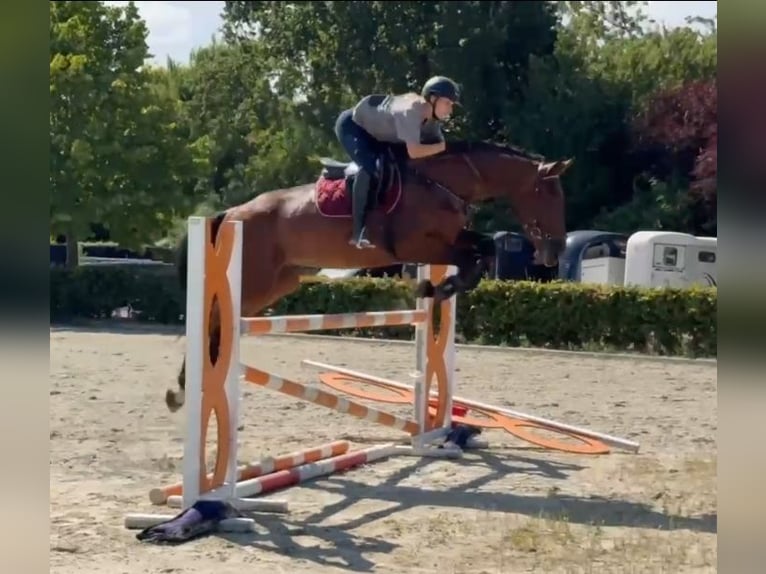 Zangersheider Wallach 5 Jahre 170 cm Brauner in Kaldenkirchen