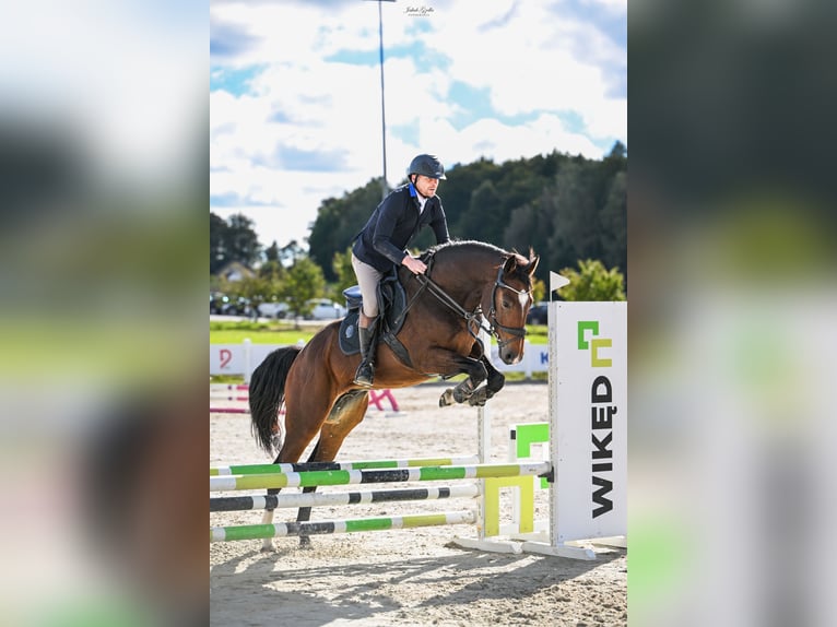 Zangersheider Wallach 5 Jahre 170 cm Dunkelbrauner in Tczew