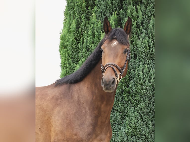 Zangersheider Wallach 5 Jahre 170 cm Dunkelbrauner in Nottuln