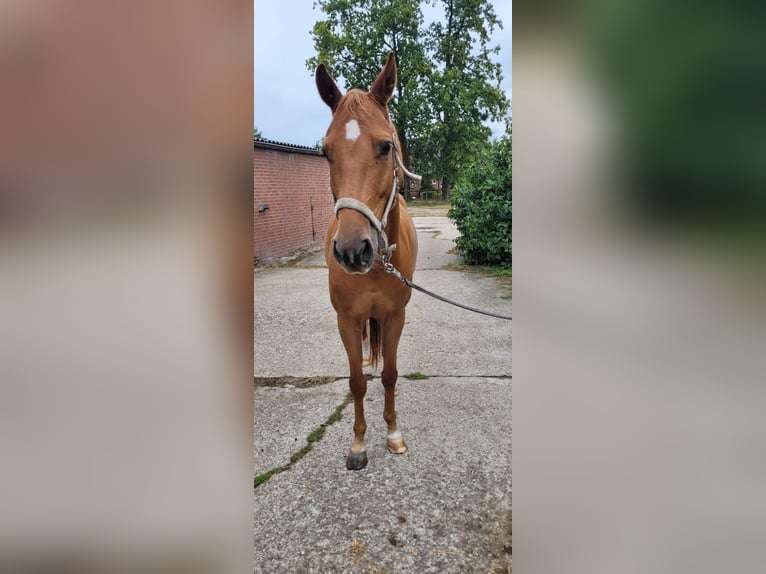 Zangersheider Wallach 5 Jahre 170 cm Hellbrauner in Issum