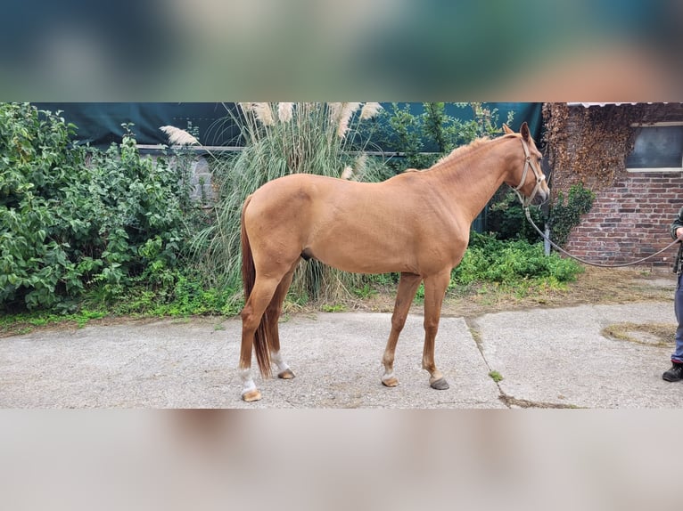 Zangersheider Wallach 5 Jahre 170 cm Hellbrauner in Issum