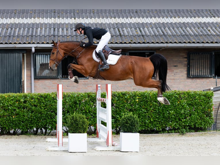 Zangersheider Wallach 5 Jahre 171 cm Brauner in Waddinxveen Zangersheider Wallach 5 Jahre 171 cm Brauner in Waddinxveen