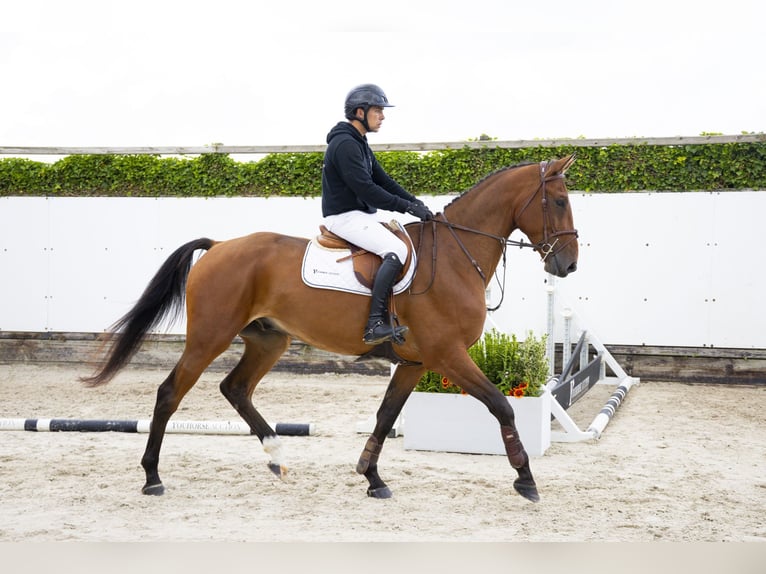 Zangersheider Wallach 5 Jahre 171 cm Brauner in Waddinxveen