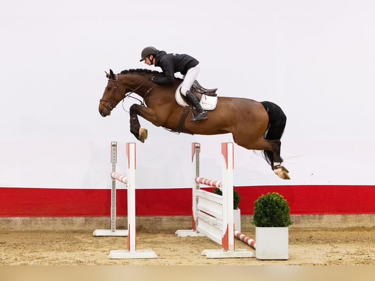 Zangersheider Wallach 5 Jahre 172 cm Brauner in Waddinxveen