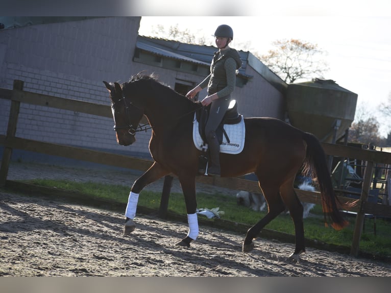 Zangersheider Wallach 5 Jahre 172 cm Dunkelbrauner in Achtmaal