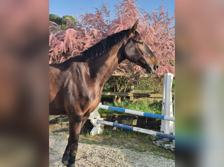 Zangersheider Wallach 5 Jahre 172 cm Dunkelbrauner in Elgg
