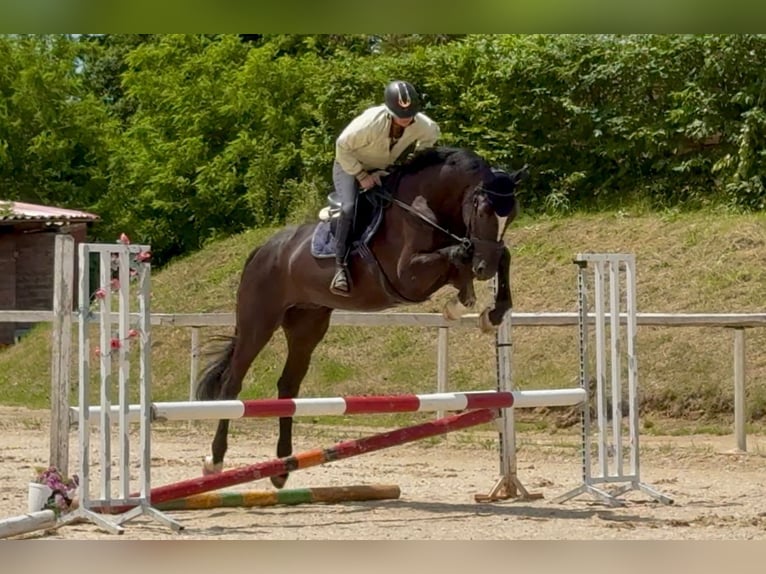 Zangersheider Wallach 5 Jahre 172 cm Rappe in Brno