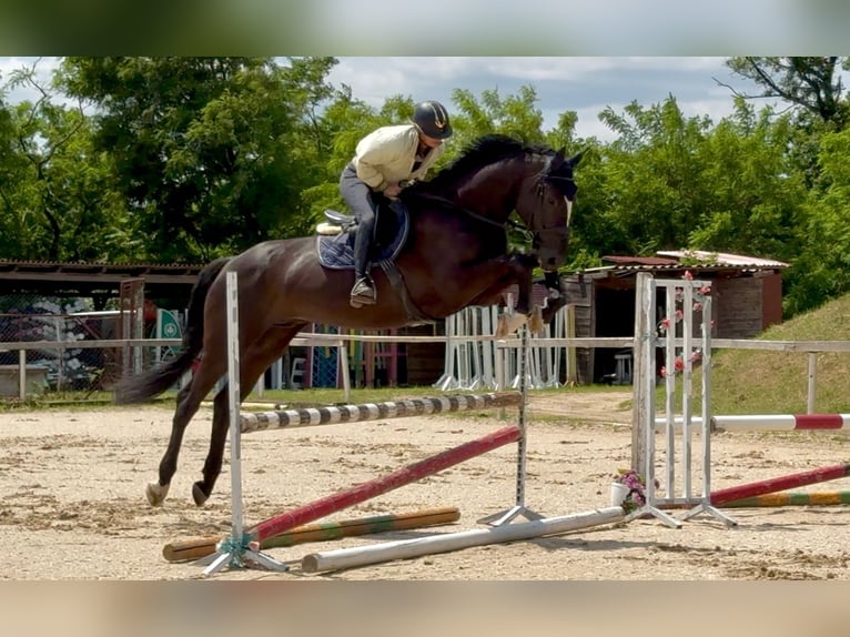 Zangersheider Wallach 5 Jahre 172 cm Rappe in Brno