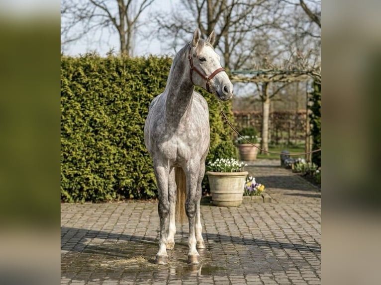 Zangersheider Wallach 5 Jahre 172 cm Schimmel in Mór