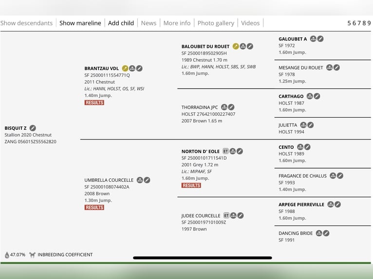 Zangersheider Wallach 5 Jahre 173 cm Fuchs in Radvili&#x161;kis