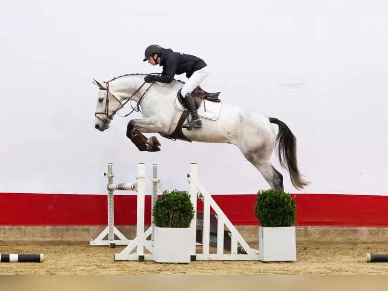 Zangersheider Wallach 5 Jahre 173 cm Schimmel in Waddinxveen