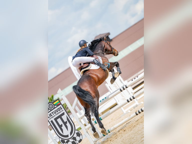 Zangersheider Wallach 5 Jahre 174 cm Dunkelbrauner in Kaunas
