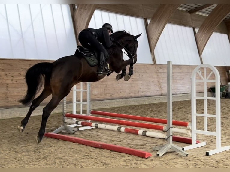 Zangersheider Wallach 5 Jahre 175 cm Dunkelbrauner in Winterlingen
