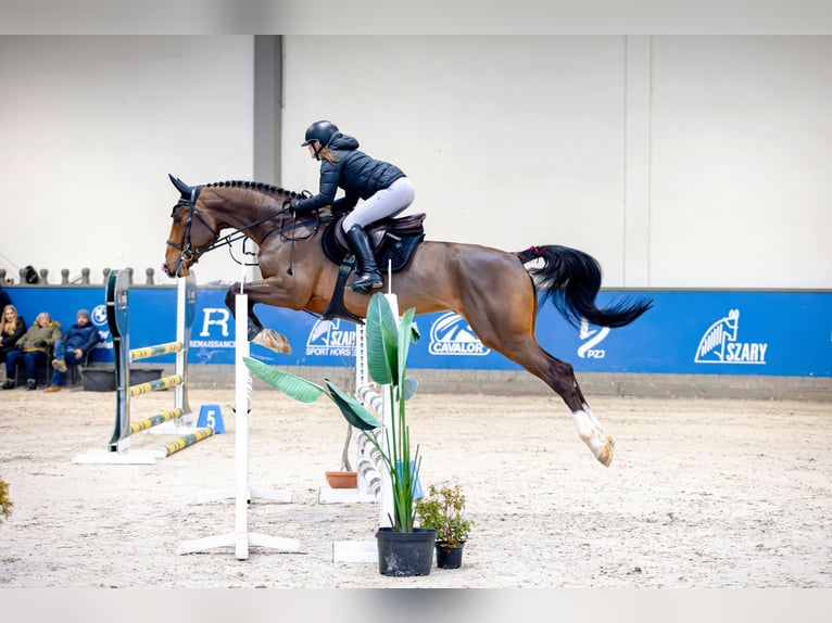 Zangersheider Wallach 5 Jahre 175 cm Rotbrauner in Wolbrom