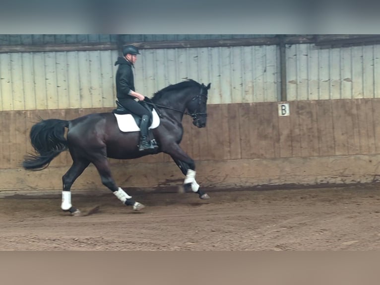 Zangersheider Wallach 5 Jahre 177 cm Rappe in Wijk en Aalburg