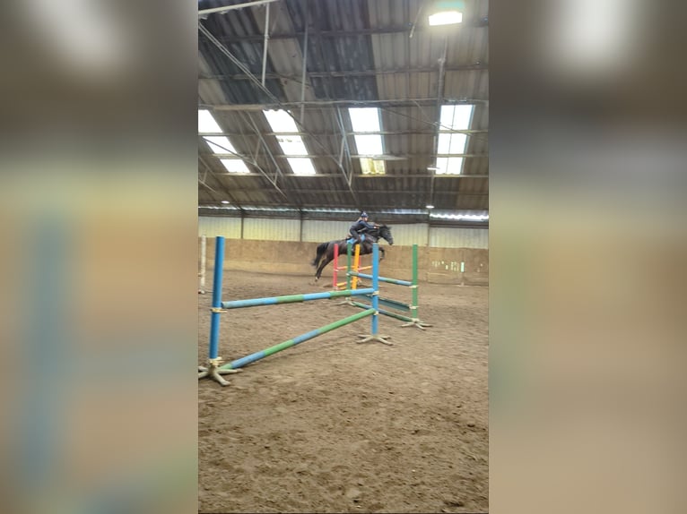 Zangersheider Wallach 5 Jahre 177 cm Rappe in Wijk en Aalburg