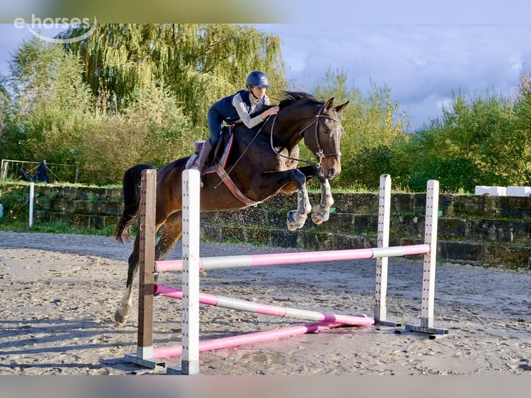 Zangersheider Wallach 5 Jahre 178 cm Brauner in Courroux