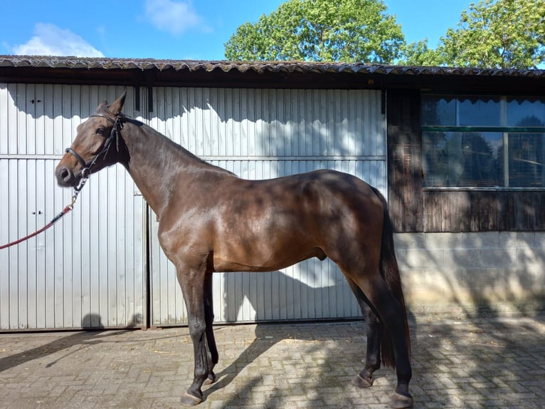 Zangersheider Mix Wallach 5 Jahre 178 cm Brauner in Hegelsom