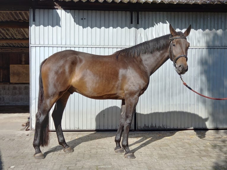 Zangersheider Mix Wallach 5 Jahre 178 cm Brauner in Hegelsom
