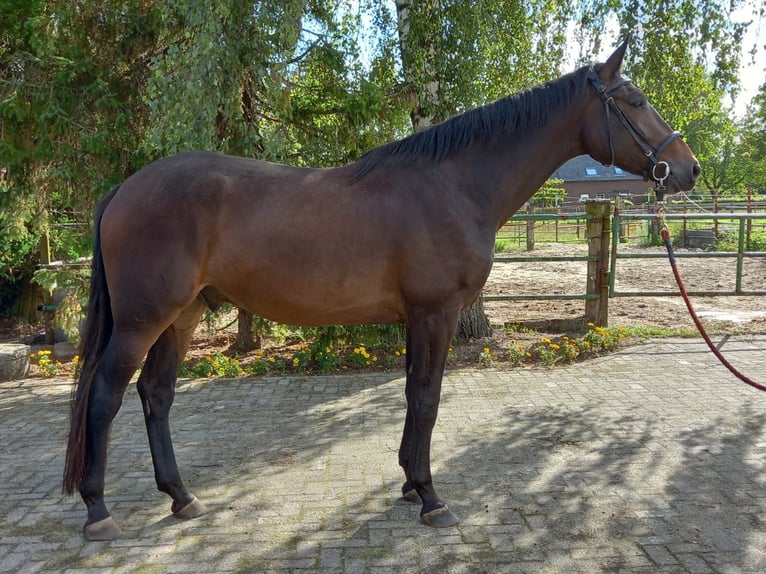 Zangersheider Mix Wallach 5 Jahre 178 cm Brauner in Hegelsom