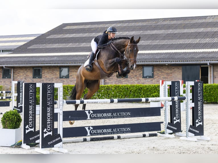 Zangersheider Wallach 5 Jahre 179 cm Brauner in Waddinxveen