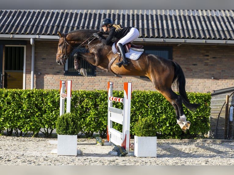Zangersheider Wallach 5 Jahre 179 cm Brauner in Waddinxveen