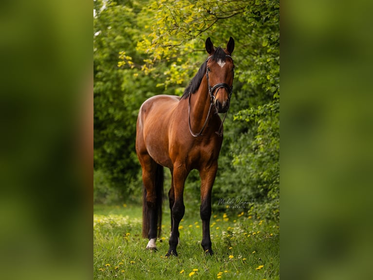 Zangersheider Wallach 5 Jahre 180 cm Brauner in Melderslo