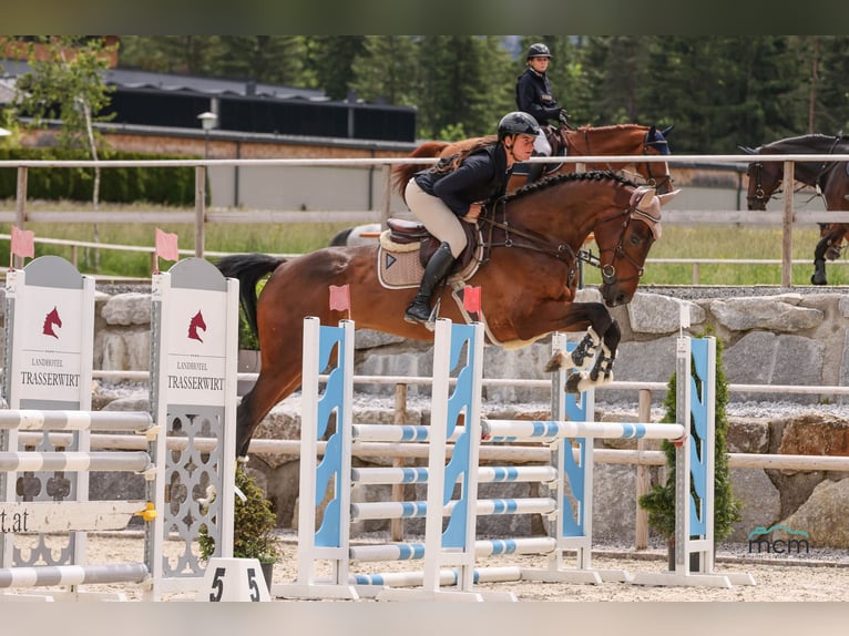 Zangersheider Wallach 5 Jahre 180 cm Brauner in Schlins