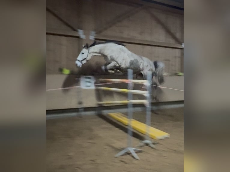 Zangersheider Wallach 5 Jahre 180 cm White in Garching bei München