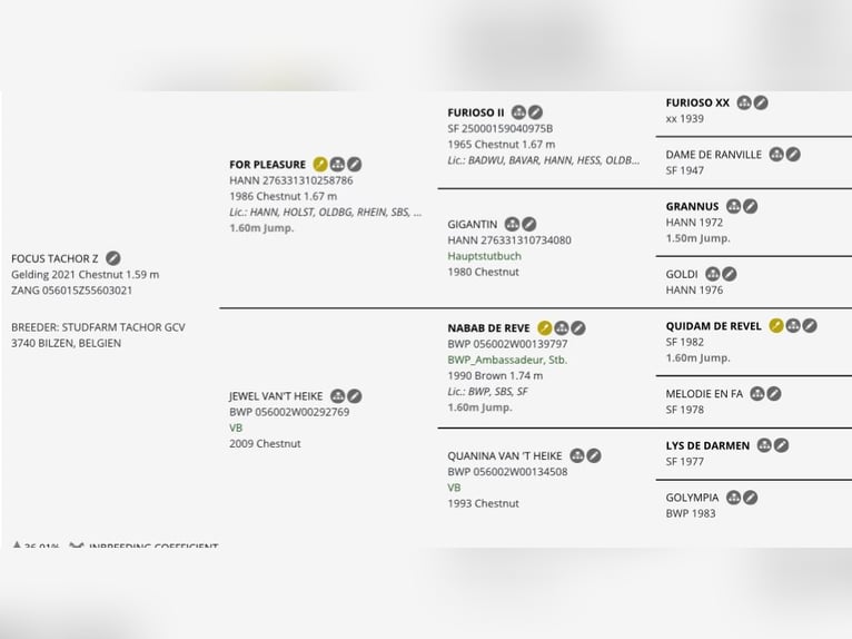 Zangersheider Wallach 5 Jahre Dunkelfuchs in Chesterfield, VA